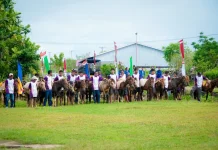 Pangdam Siapkan Piala Bergilir Lomba Pacuan Kuda & Kerbau di Moa-MBD