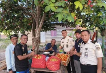 Panen Ratusan Kg Tomat, Warga Binaan Lapas Wahai Pasok Pasar hingga Kota Sorong