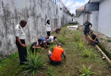Budidaya Nanas di Rutan Ambon, Langkah Nyata Mewujudkan Ketahanan Pangan