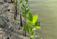 Pulihkan Area Pesisir, PDIP Tanam Ribuan Anakan Mangrove