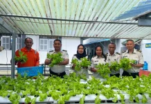 Panen Sayuran, Rutan Ambon Wujud Kemandirian dan Ketahanan Pangan