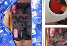 Enam Ekor Nuri Kepala Hitam Diamankan Petugas BKSDA