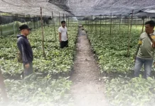 BRMP Maluku Kawal Pengembangan Komoditas Perkebunan Unggulan