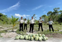 Panen Semangka di Lahan SAE Lapas Namlea Capai 300 Kg