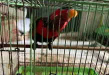 Ditreskrimsus Polda Maluku Amankan 57 Burung Endemik