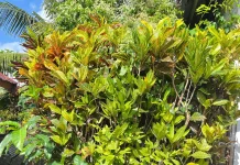 Bunga Gadihu, Cantik Dipandang. Bermanfaat bagi Kesehatan Lingkungan