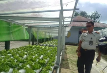 Hasil Panen Sayuran Lapas Ambon Dilirik Supermarket Ternama
