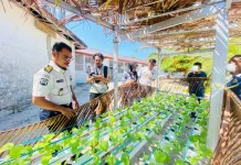 Program Kemandirian Pertanian Hidroponik Lapas Geser Ditinjau BPS Kabupaten SBT