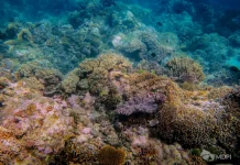 MDPI Libatkan Warga Pesisir Buru Kelola Ekosistem Laut KKPD