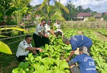 Warga Binaan dan Petugas Rutan Masohi Panen Puluhan Ikat Sawi