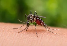Indonesia Perkuat Pencegahan Dengue Demi Capai Nol Kematian Tahun 2030
