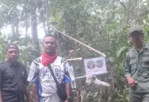 BKSDA Kembalikan Dua Kakatua Koki ke Alam Lepas