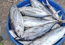 Produksi Perikanan Maluku Capai 153 Ribu Ton, Jadi Penggerak Ekonomi Daerah