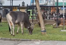 Produksi Ternak Sapi Maluku Melonjak 22,17 Persen pada Triwulan II 2026