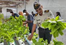 Wujud Nnyata Ketahanan Pangan, Lapas Geser Sukses Panen 38 Ikat Sawi Hidroponik