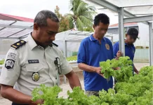 Lapas Ambon Panen Selada, Wujud Nyata Dukung Kemandirian Pangan