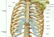 Dokter Sofyan Umarella Jelaskan Cara Kenali Gejala Batu Ginjal