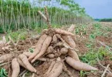 Kemitraan Hilirisasi Ubi Kayu di Bursel Harus Untungkan Petani
