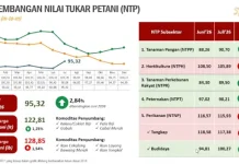 NTP Maluku Naik 2,84 Persen, Kakao hingga Pala Dongkrak Harga Produksi Petani