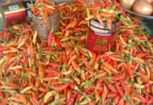 Harga Cabai di Ambon Tembus Rp100 Ribu per Kilogram