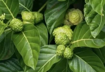 Rahasia dibalik Daun Mengkudu, Obat Tradisional Bisul