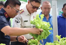 Panen 27 Ikat Selada Hidroponik, Lapas Ambon Dukung Kemandirian Pangan