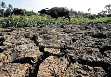 El Niño Picu Kemarau Lebih Kering dan Panjang
