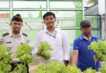 Selada Segar Hasil Panen Warga Binaan Lapas Ambon Sukses Tembus Swalayan Modern