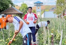 Terus Produktif, Hasil Budidaya Tomat Warga Binaan Lapas Namlea Capai Puluhan Kilo