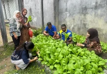 Petugas dan Warga Binaan Lapas Dobo Panen Sawi
