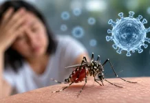 Waspada Virus Zika, Kenali Gejala, Penularan dan Pencegahannya