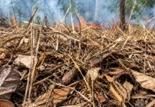 BMKG Peringatkan Daun Kering dan Alang-alang Mudah Terbakar