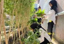 Penuhi Kebutuhan Dapur, Lapas Wahai Panen Sawi bersama Peserta Magang