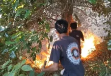 Karhutla di Maluku Mulai Reda, Kadis Kehutanan: Tetap Diwaspadai