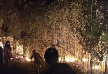 Maluku Mitigasi Pertanian Hadapi Fenomena El Nino
