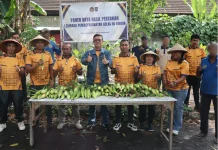 Panen 40 Kg Jagung Manis, Lapas Ambon Sukses Wujudkan Kemandirian Pangan