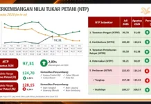 NTP Maluku Naik 2,09 Persen, Harga Kakao hingga Cabai Jadi Penopang