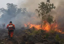 BMKG Ingatkan Potensi Kebakaran Hutan dan Lahan di Maluku