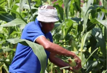 Manfaatkan Lahan Tidur, Lapas Ambon Panen Puluhan Kilogram Jagung