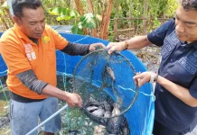 Tuai Hasil Budidaya Perikanan, Lapas Namlea Panen 20 Kilogram Ikan Nila