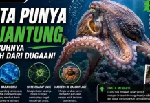 Gurita Punya Tiga Jantung