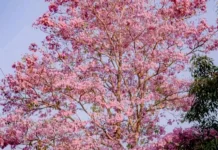 Tabebuya Mekarkan Kota Masohi Jadi Merona
