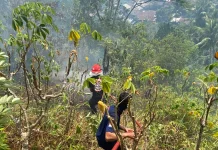 Damkar Ambon Tangani Kebakaran Hutan di Kanawa