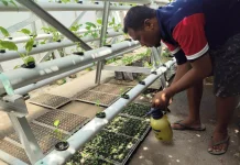 Perkuat Ketahanan Pangan, Lapas Wahai Garap Hidroponik Kangkung & Bibit Cabai