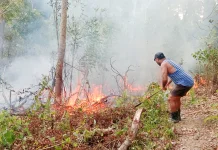 Karhutla di Hila, Api Bakar Puluhan Tanaman Warga