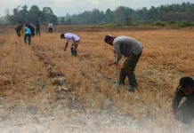 BRMP Maluku Dorong Pengembangan Kelapa dan Ubi Kayu di IP2TP Makariki