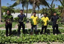 Hasil Budidaya Pertanian,Lapas Namlea Panen Puluhan Ikat Sawi