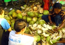 Musim Panas Dongkrak Permintaan Kelapa Muda di Losari