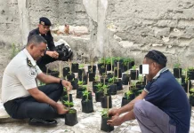 Lapas Geser Optimalkan Pembinaan Kemandirian lewat Budidaya Cabai