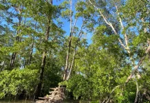 Lindungi Pesisir, Pemprov Maluku Perkuat Rehabilitasi Mangrove & Padang Lamun
